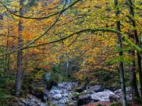 Herbstszene am Weißbach